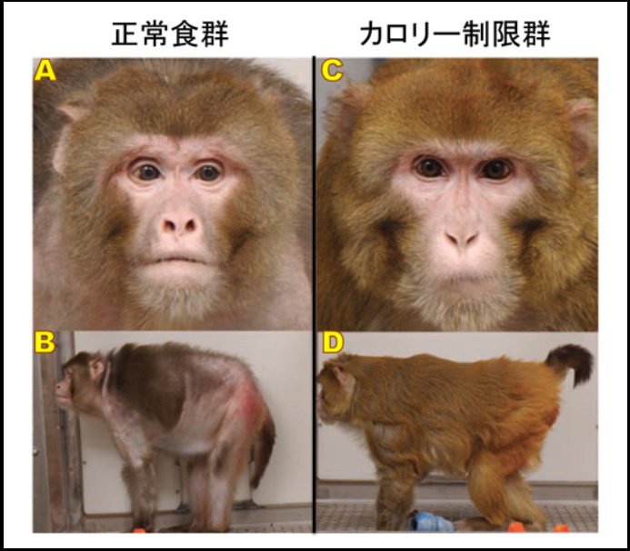 実験となった猿の画像