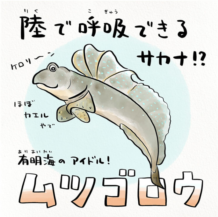 魚ムツゴロウの画像