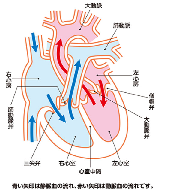 心臓のポンプの画像