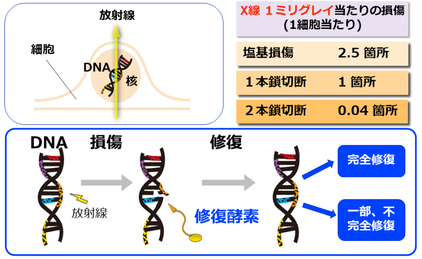 遺伝子の塩基配列の画像